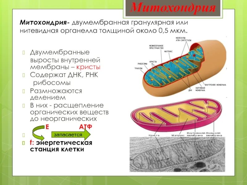 Выросты внутренней мембраны митохондрий. Выросты митохондрий. Внутренняя мембрана митохондрий. Митохондрия двумембранная.