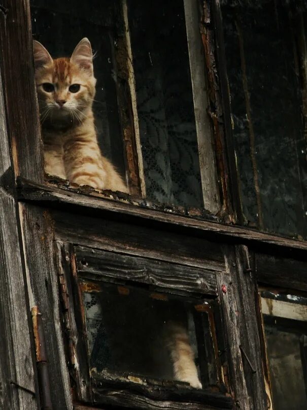 Inside looking out. Человек грустит внутри холодильника. Кот на заброшке. Заброшенный кот. Outside картинки.