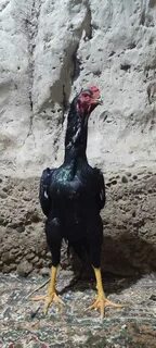 Katta ayollar sorish bilan porno