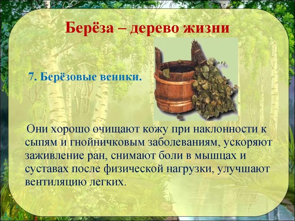 Береза жизнь дерева. Береза символ Родины моей. Береза символ жизни. Загадка про березовый веник. Береза дерево venik.