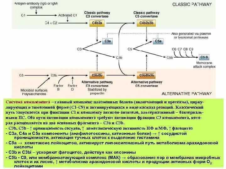 Сложные коллоидные комплексы включающие в себя белков. Система комплемента иммунология классический путь. Классический путь активации системы комплемента схема. Активация системы комплемента с3. Пути активации комплемента иммунология схема.