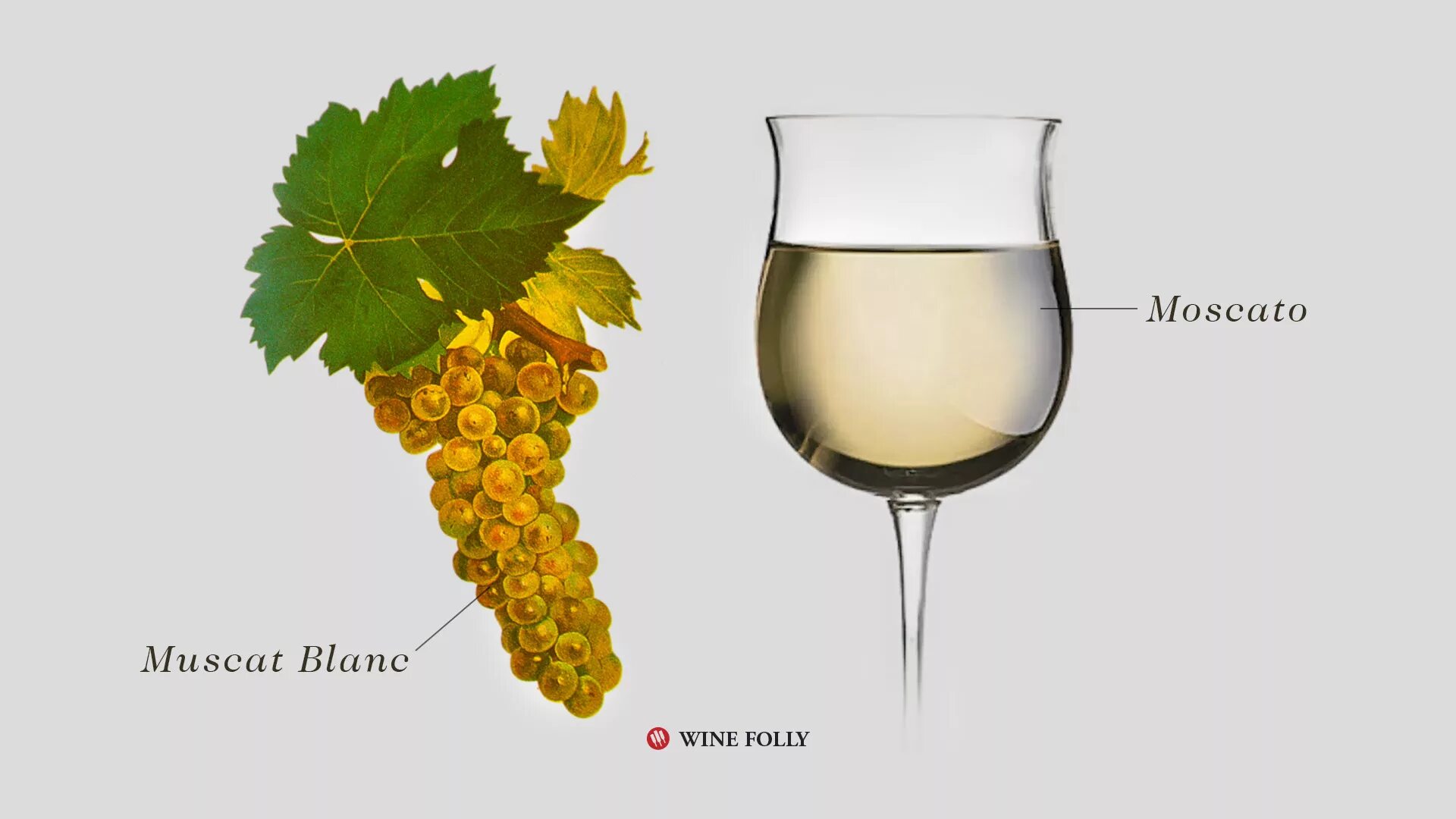 Виноград вино сканворд. Москато Бьянко виноград. Moscato сорт винограда. Moscato Bianco сорт винограда. Мускат бианго вино белое.