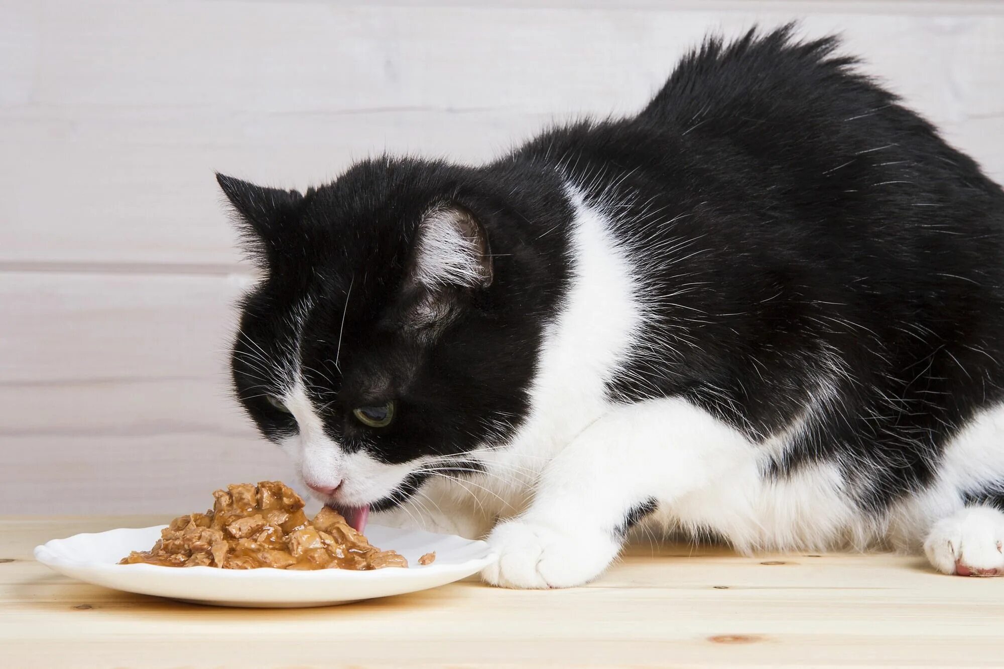 Кукурузный кот. Котик обедает. Кошка и роллы. Котенок кушает. Включи кота который ест.