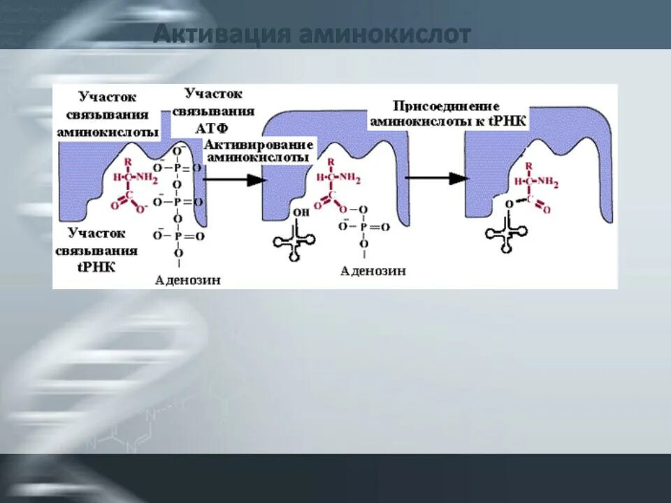 При активации аминокислота фосфорилируется присоединяется к трнк. Этап активации аминокислот рекогниция. реакция активации аминокислот.