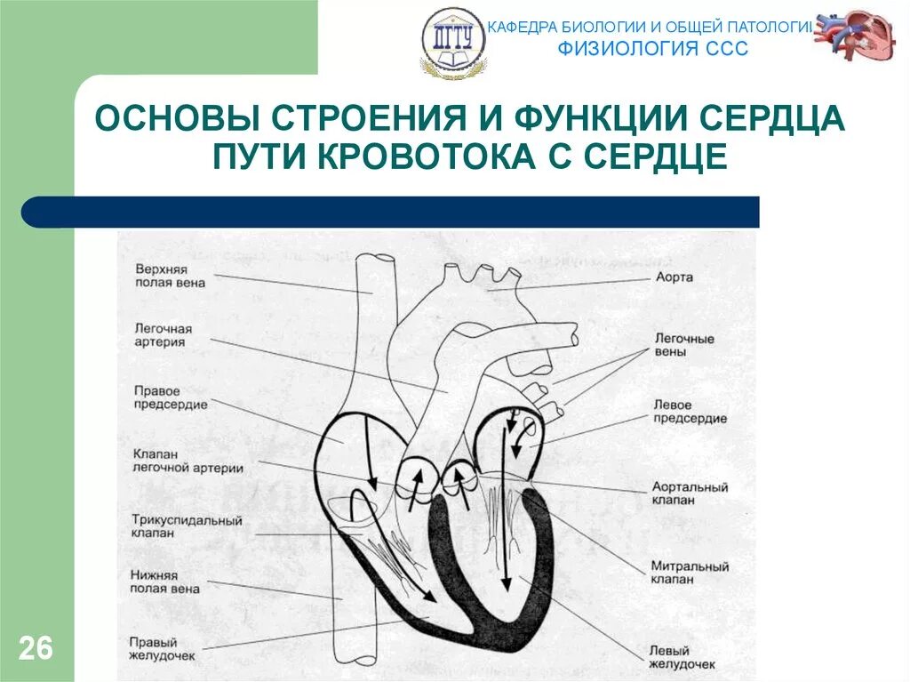 Сердечная строение и функции. Функции сердечно-сосудистой системы физиология. Строение сердца. Физиология сердечно-сосудистой системы. Схема сердца физиология. Функции сердца нормальная физиология.