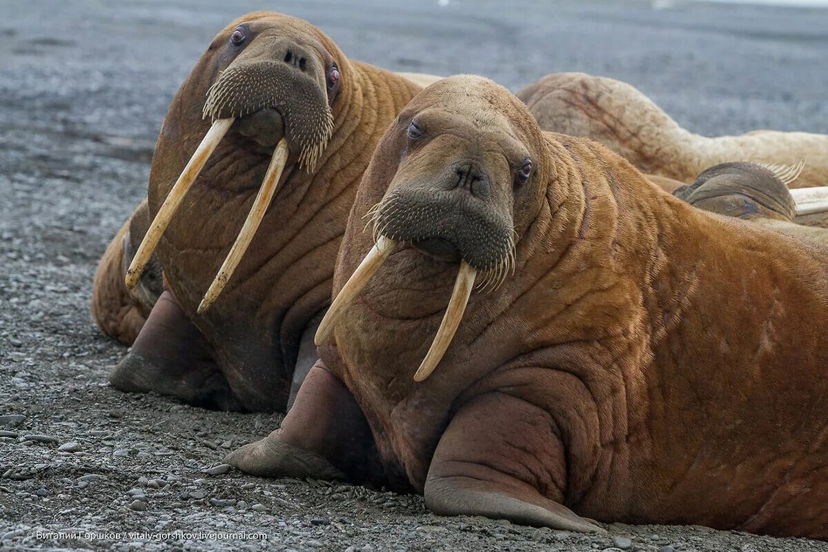 Тихоокеанский морж (odobenus rosmarus divergens). Атлантический морж. Морж (odobenus rosmarus). Морж лаптевский подвид. Амурские моржи.