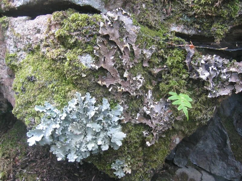 Ядовитые лишайники Dying. Biological weathering. Lichen Simplex Chronicus как выглядит.