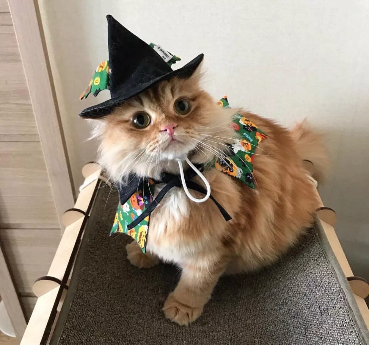 Даже коты