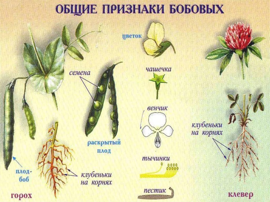 Характерные признаки семейства бобовых. Покрытосеменные двудольные семейства. Семейства покрытосеменных двудольных растений. Класс двудольные семейство бобовые Мотыльковые.