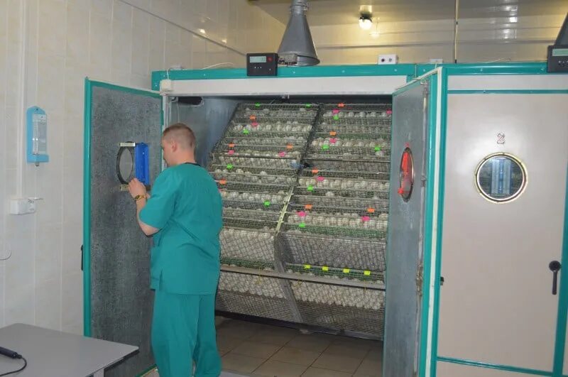 Инкубаторий красное телефон. Богатырская птица инкубаторий. Инкубаторий. Инкубаторий красное белгород. Инкубаторий красное белгород.