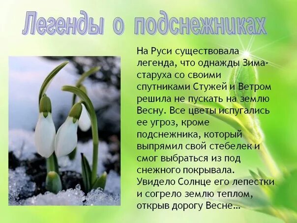 Информация про весну. Легенда о подснежнике. Подснежник для детей. Легенды о подснежнике для дошкольников. Легенда о весне.