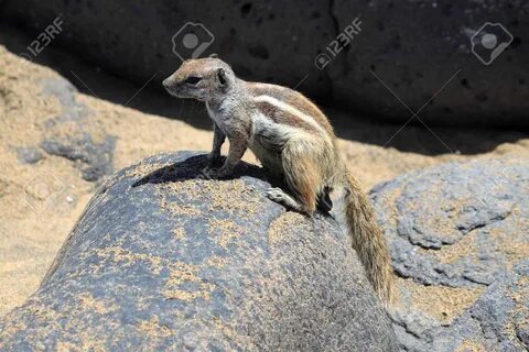 Barbary Ground Squirrel at Fuerteventura. 