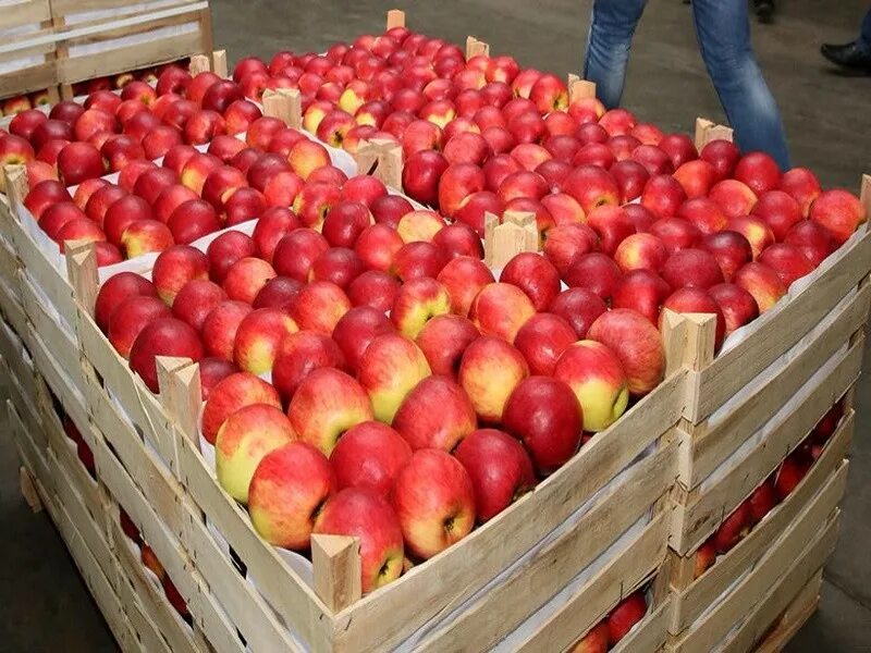 Где можно купить яблоки. Яблоки на рынке. Молдавские яблоки. Поставка яблок. Молдавские производители яблок.