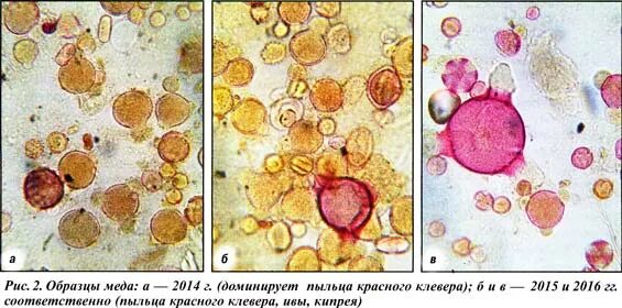 Исследование пыльцы. Микроскопическое исследование меда. Пыльца микроскопия. Пыльцевые зерна под микроскопом. Пыльца в меде под микроскопом.