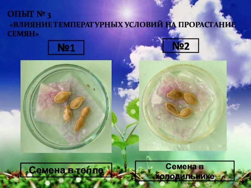 Презентация условия прорастания семян. Опыт прорастание семян 6 класс биология. Опыт прорастания семян 6 класс. Эксперимент с прорастанием семян. Влияние условий на прорастание семян.