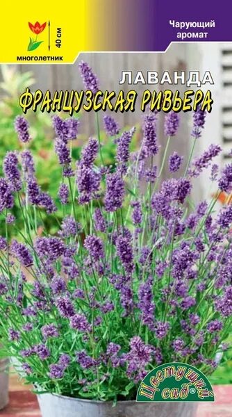 Лаванда французская ривьера фото