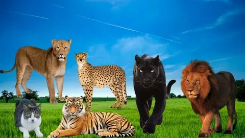 Big cats live all around