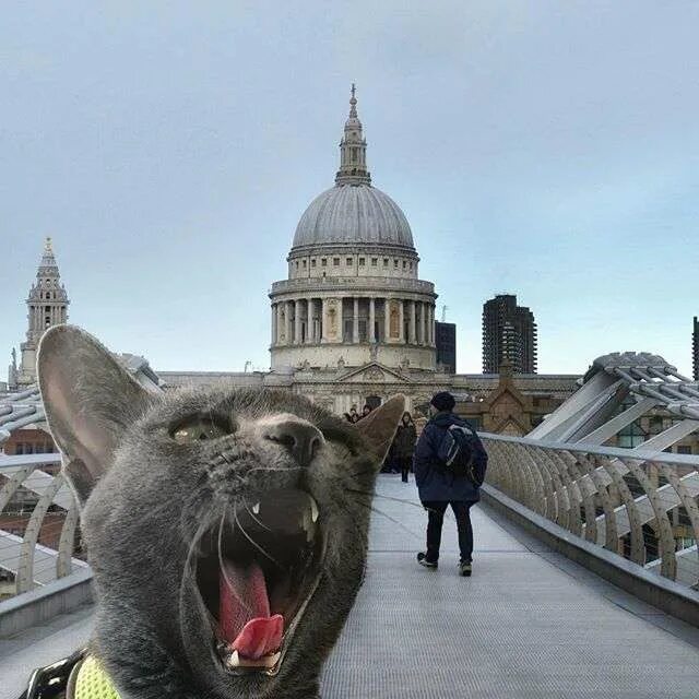 Кот париж. Кот в париже. кот парижанин. стильный кот париж. кот в париже мем.