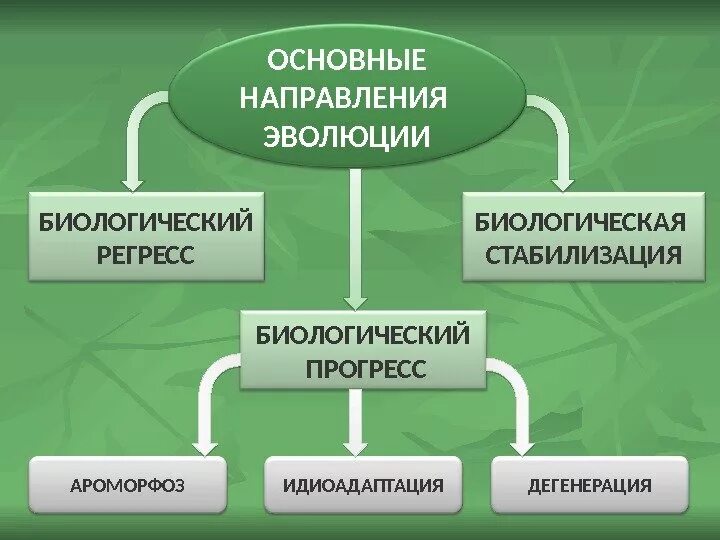 Направление эволюции биологический прогресс примеры. Основные направления эволюции биологический регресс. Направления эволюционного процесса Прогресс регресс. Направления эволюции биологический Прогресс. Главные направления эволюции 9 класс биология.