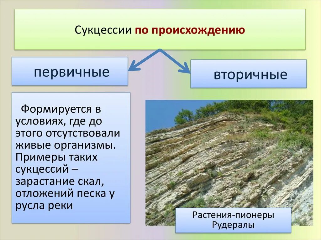 Сукцессии. Первичная и вторичная сукцессия. Сукцессия примеры. Первичная сукцессия примеры.