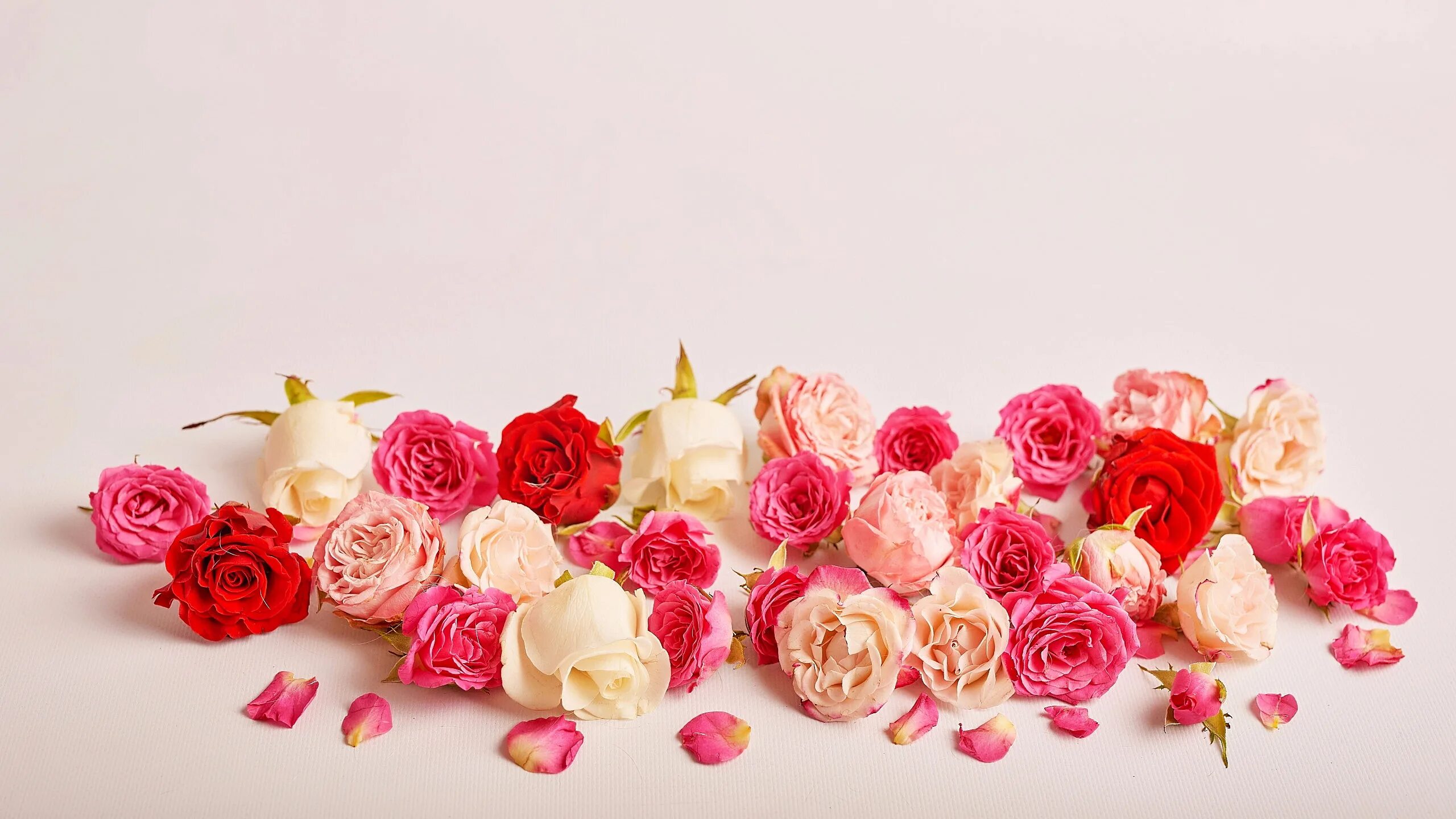 Rose background