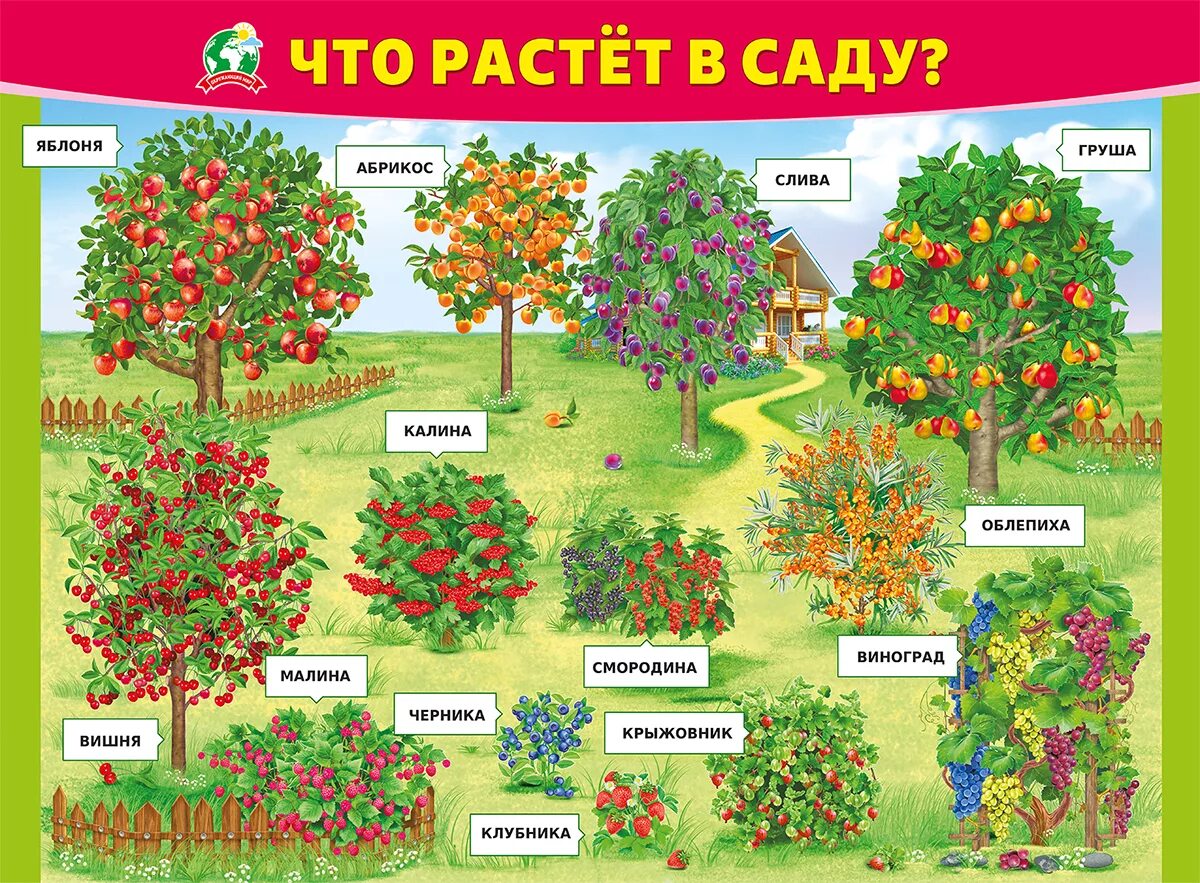 Название плодовых деревьев и кустарников. Что растет в саду. Плакат что растет в саду. Плакаты для детей. Что растет в саду картинки для детей.