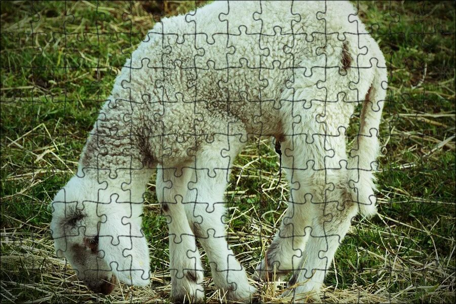 Рожки ягненка. Core ягненок. Ягнёнок ламби игрушка мягкая. Мягкая игрушка hansa ягнёнок. Core ягненок.