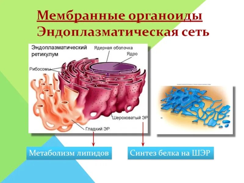 Эпс участвует в синтезе белков. Органоиды клетки. Эндоплазматическая сеть. Синтез белков органоид. Органойдыбиосинтез белка.