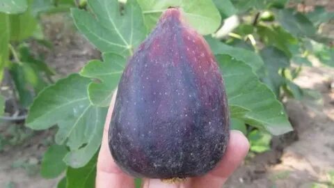 Инжир черный принц описание сорта