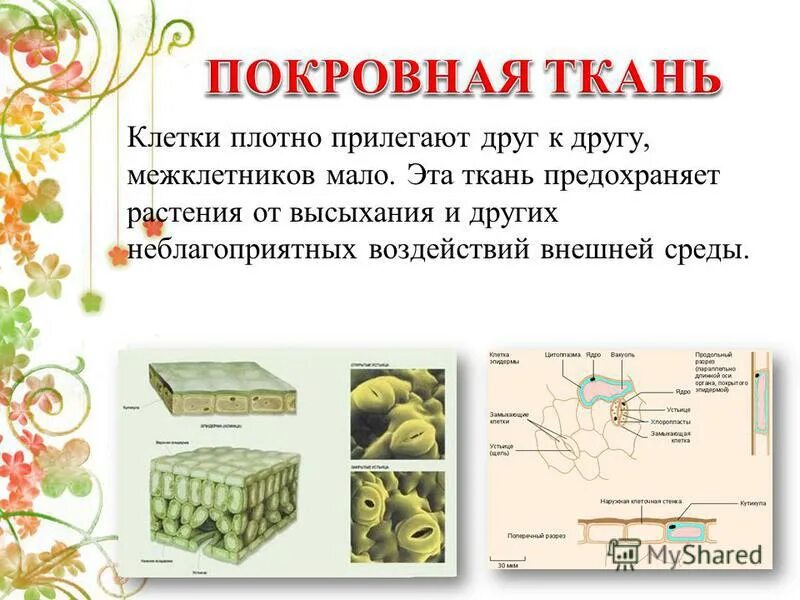 В состав какой ткани входят клетки. К покровным тканям относятся. Ткани состоящие из мертвых клеток.