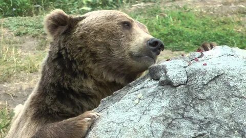 Bear 7