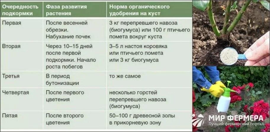 Подкормка гортензии ранней весной. Таблица подкормок роз с весны до осени. подкормка роз весной таблица. таблица подкормки роз удобрениями. таблица подкормок для роз.