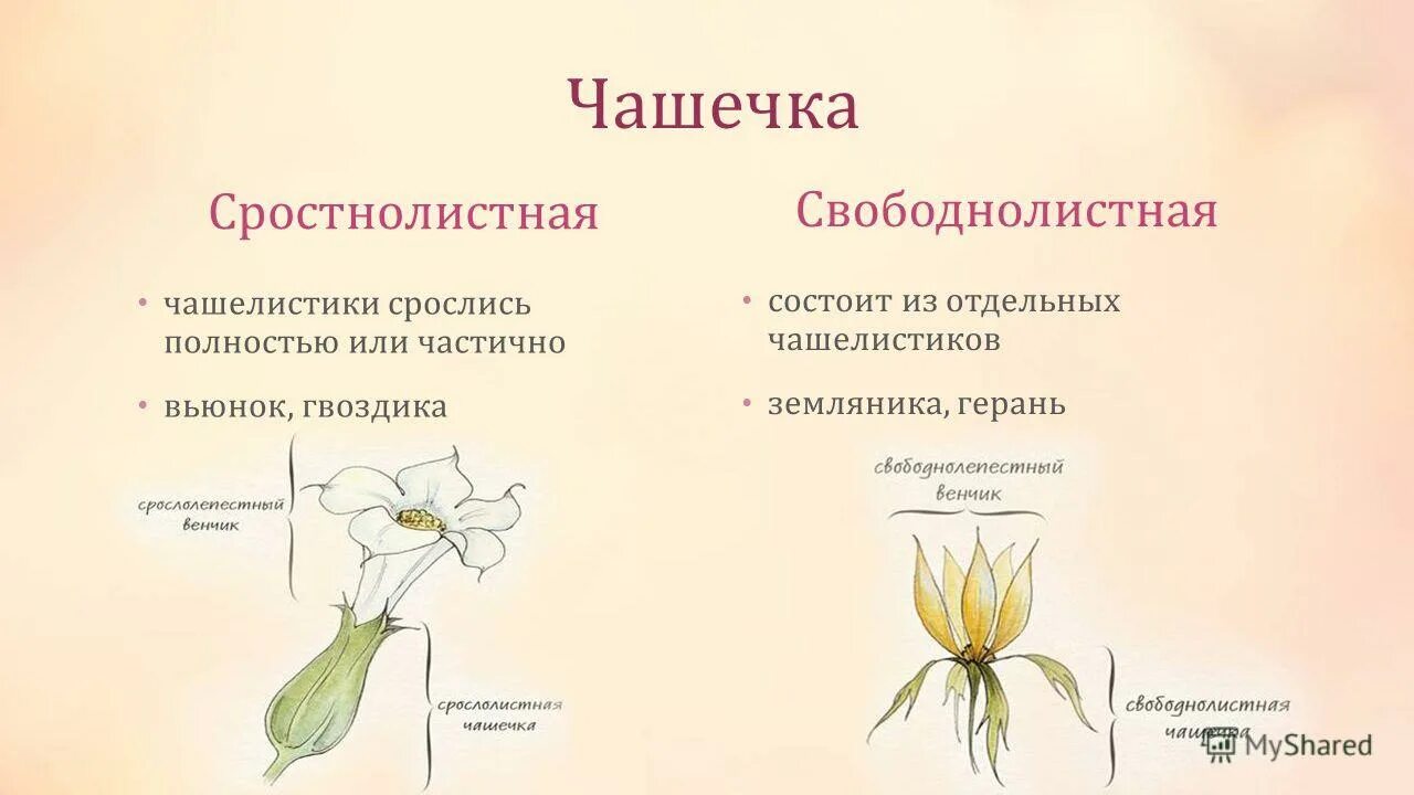 чашечка цветка. чашечка состоит из свободных чашелистиков. чашечка у растений. биология 6 класс околоцветник состоит. сростнолистная чашечка строение.