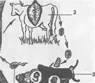 Можно ли считать комара промежуточным хозяином. Промежуточный хозяин печеночного сосальщика. Промежуточный хозяин корова. Рисунок на котором представлен цикл развития печеночного сосальщика. Рисунок на котором представлен развитие печёночного сосальщика.