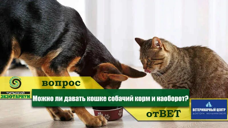 Кошкам давать собачий корм. Кошка и собака едят корм. Можно ли кошкам есть собачий корм. Собака наоборот. Можно собакам кошачий сухой корм