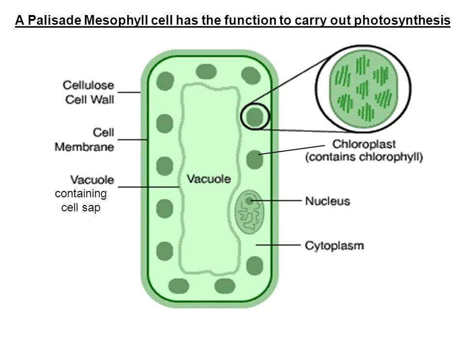 Cell contains. Palisade mesophyll. Palisade mesophyll Cells биология. Mesophyll Cell. Palisade Cell function.