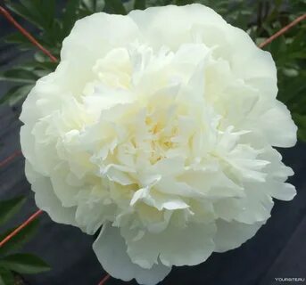 Пион duchesse de lorraine