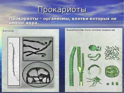 Какие древнейшие прокариоты живущие в настоящее время