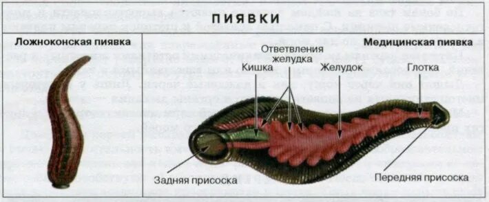 Тип кольчатые пиявки. Строение кольчатых червей пиявки. кольчатые черви пиявки строение. тип кольчатые черви пиявки строение. медицинская пиявка кольчатый червь.