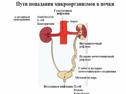 Почек и мочевых путей