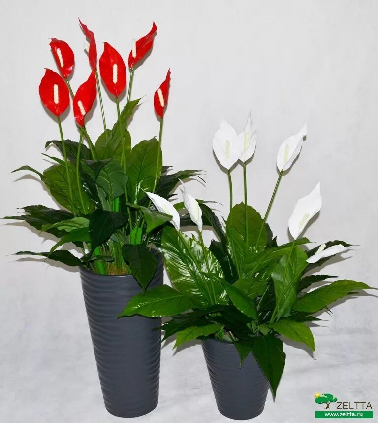 Спатифиллум. Спатифиллум (Spathiphyllum). Спатифиллум красный. Антуриум красный, спатифиллум. Мужское счастье цветок как ухаживать в домашних