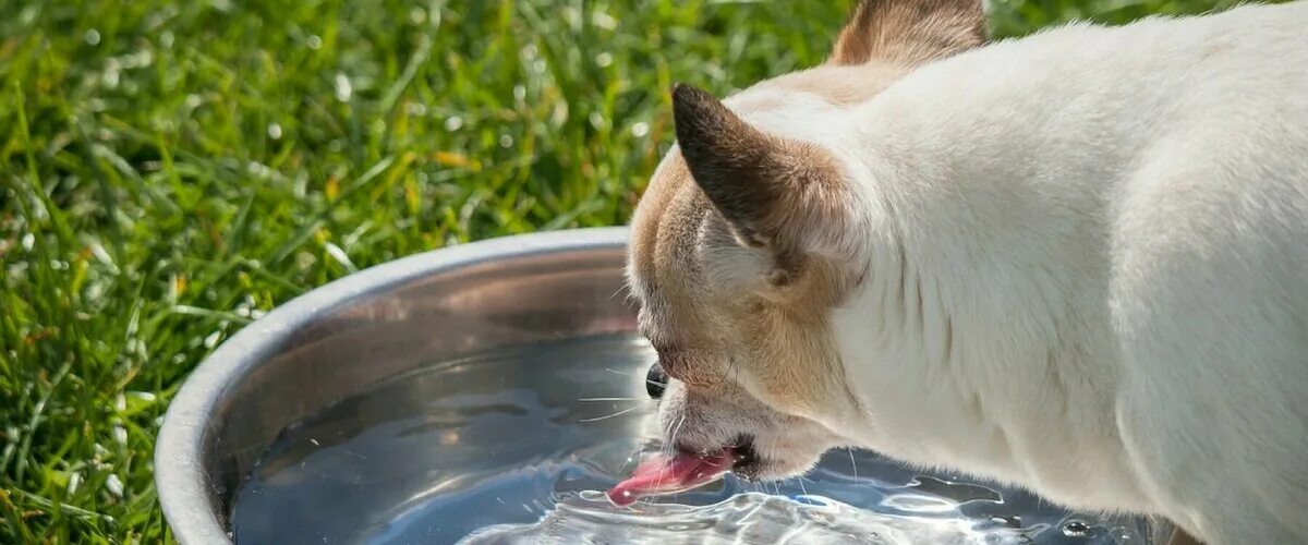 Собака отказывается пить воду. Собака лакает воду. Домашние животные пьют воду. Собака пьет воду. Собака пьет воду из миски.