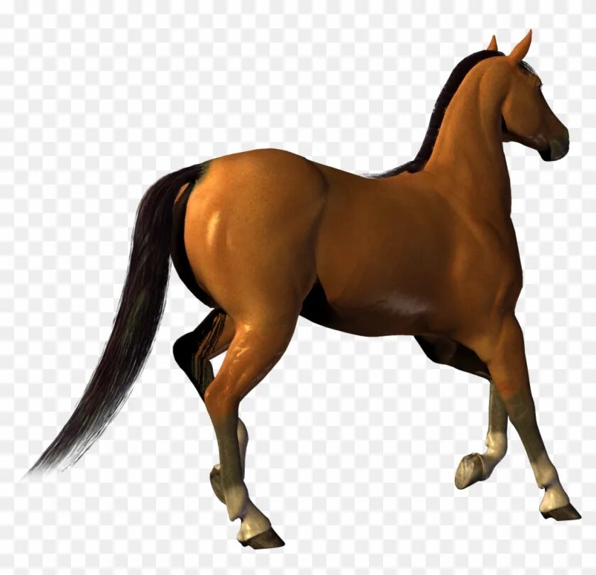 Images without background
