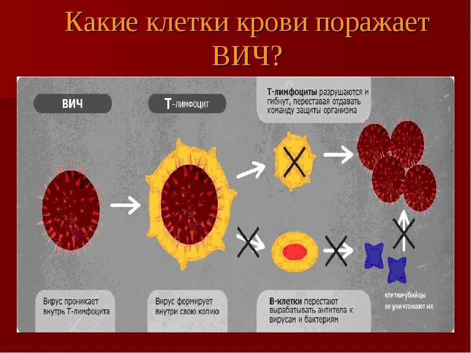 Стадии патогенеза ВИЧ инфекции. Патогенез ВИЧ инфекции схема. Патогенез ВИЧ вируса схема. Синдром приобретенного иммунодефицита патогенез. Вирусы патогенез