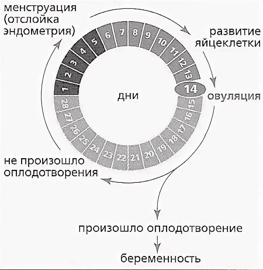 27 цикл месячных. Менструальный цикл. Месячные цикл. Нарушение менструального цикла. Круг цикла месячных.