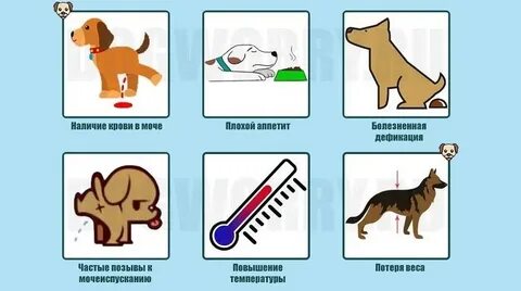 Мочеиспускание собак