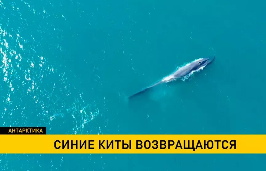 Создатель игры синий кит. Синий кит. Кит вернулся. День, когда я встретил кита. Кит и кот книга.