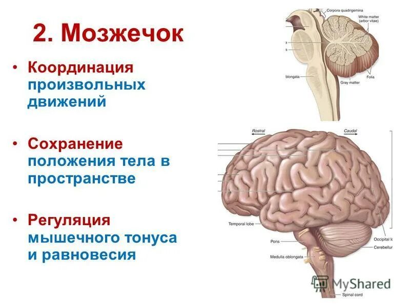 регуляция мышечного тонуса и позы тела. регуляция мышечного тонуса физиология. регуляция мышечного тонуса и позы тела. регуляция мышечного тонуса позы и равновесия. механизмы регуляции движения.