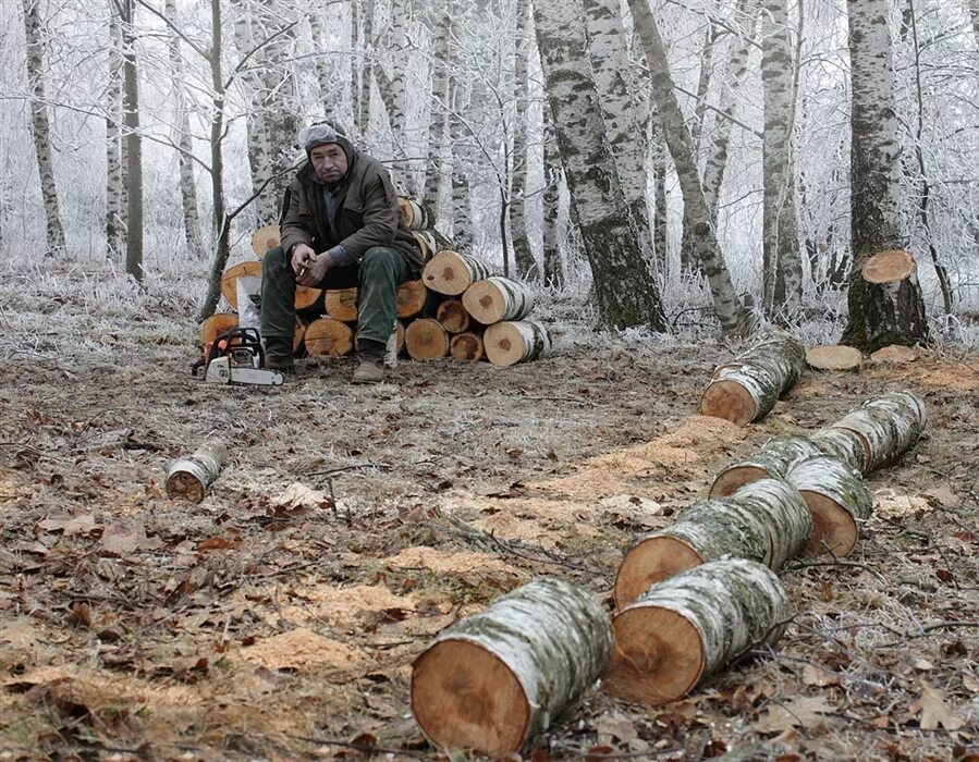 Лесорубы в лесу. Заготовка дров. Дрова в лесу. В лес за дровами.