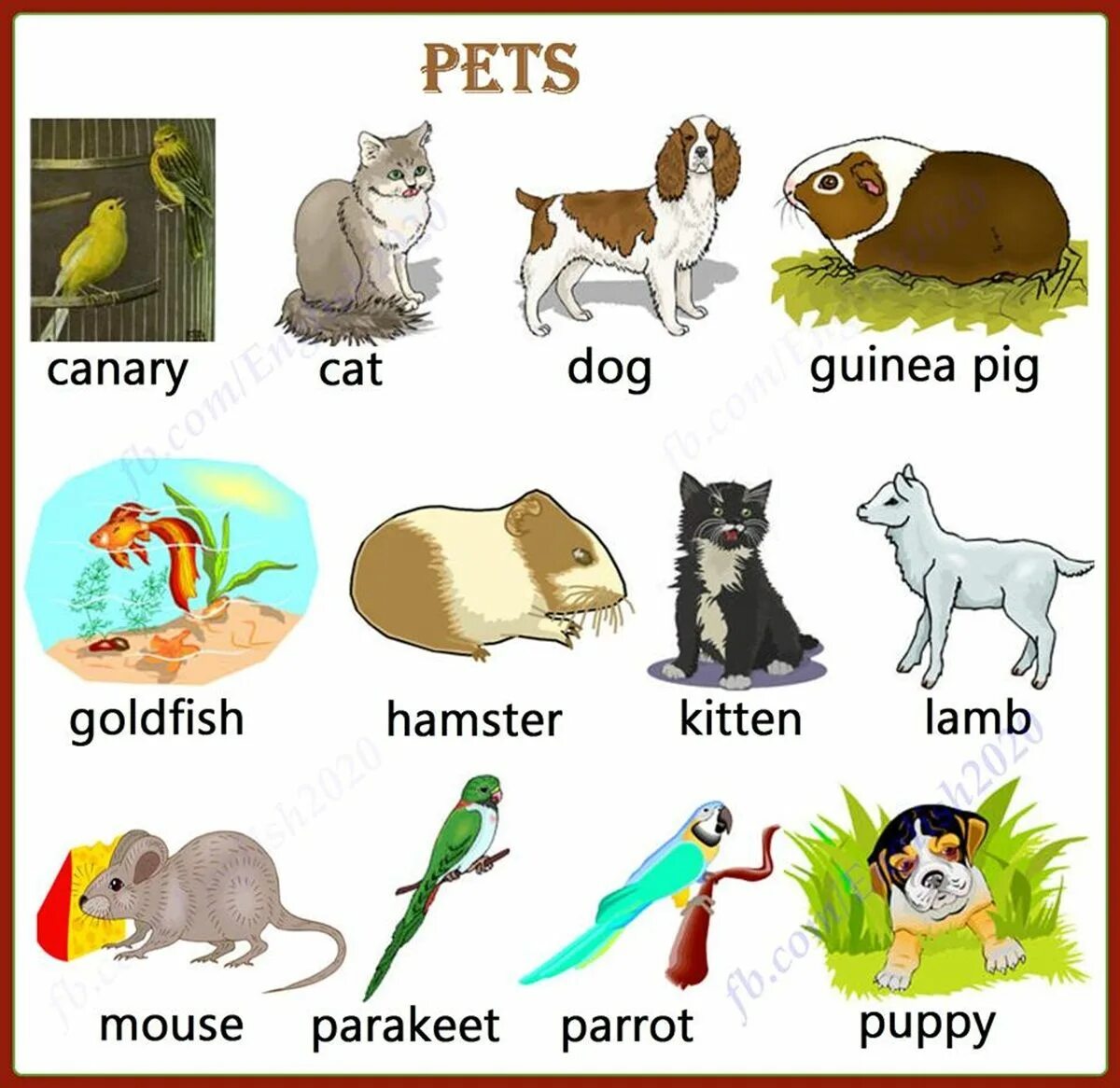 Pets на английском. Pets на английском для детей. Pet animals Vocabulary. Animals Vocabulary for Kids. С английского на русский язык mice